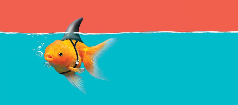 Market Like a Shark